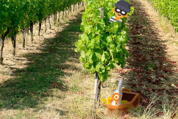 Escape game dans les vignes | Château du Haut Pezaud