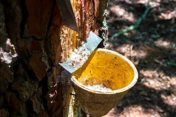 L'été de l'Office : À la découverte de la palombière et du gemmage à Belin-Béliet