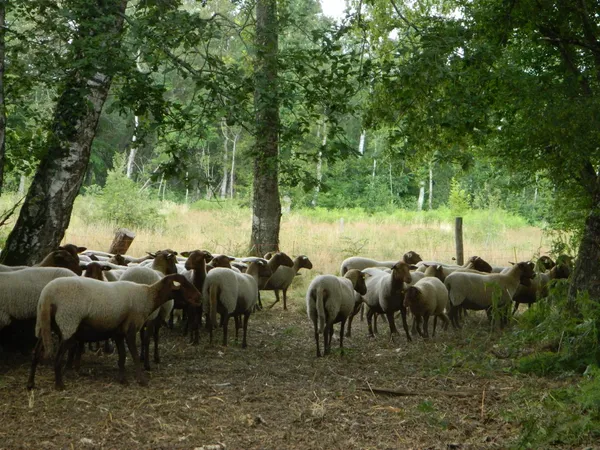 Découverte d'un écopaturage