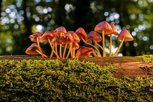 Balade nature : les champignons