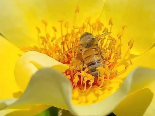 Visite et dégustation de miel - Ô Temps des Abeilles