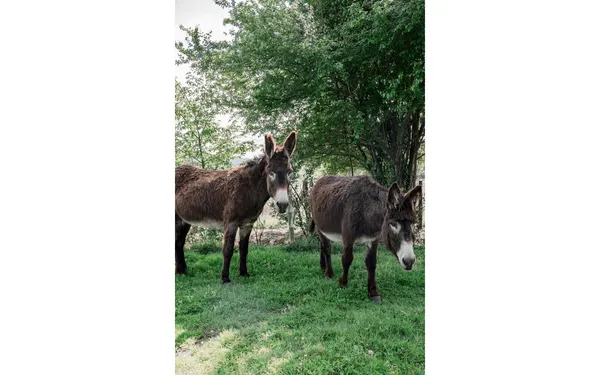 Visites de la ferme Emmaüs