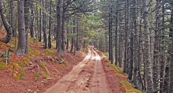 VISITE COMMENTEE DE LA FORÊT DE LA MATTE