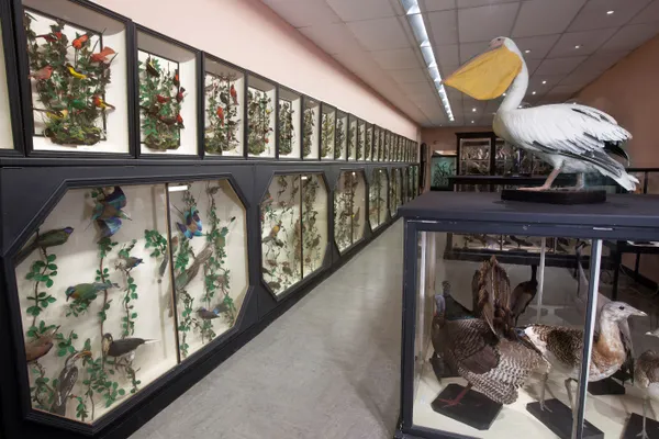 Visite des collections d’histoire naturelle