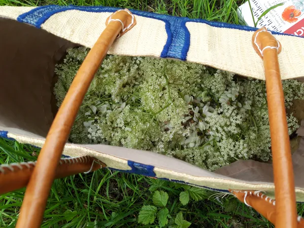 Plantes sauvages comestibles
