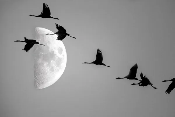Comprendre la migration des oiseaux