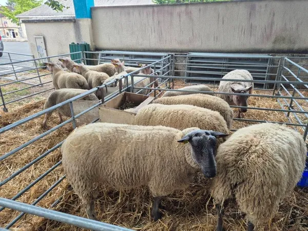 Foire ovine