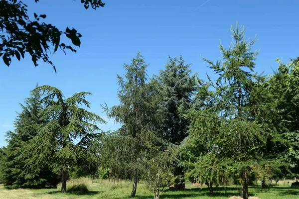 Animation : l'origine géographique des arbres - Arboretum de la Petite Loiterie