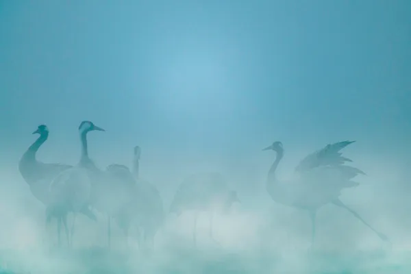 A la rencontre des Grues cendrées
