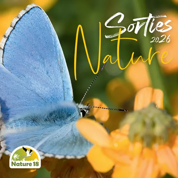 Sortie Nature : Balade Crépusculaire