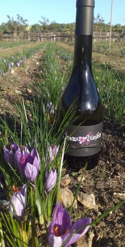 Patrimoine et savoir-faire : Montlouis-sur Loire et Du safran et des vignes