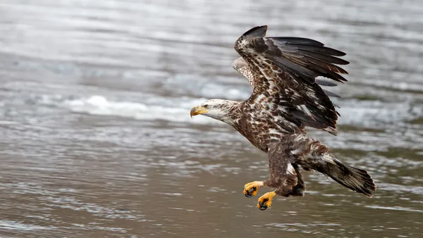 Exposition – Rapaces, seigneurs des airs
