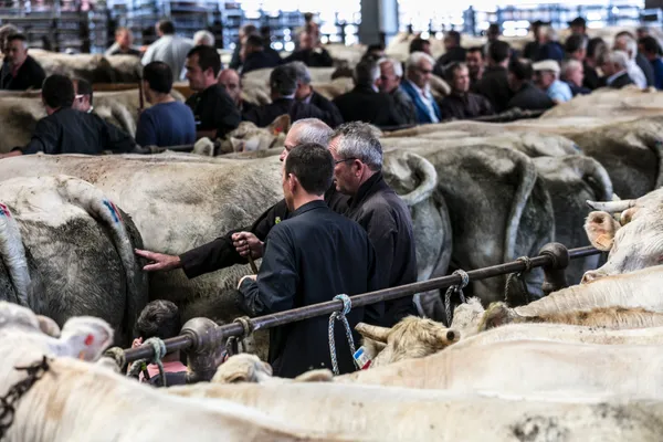 Animations autour du concours de bovins de boucherie