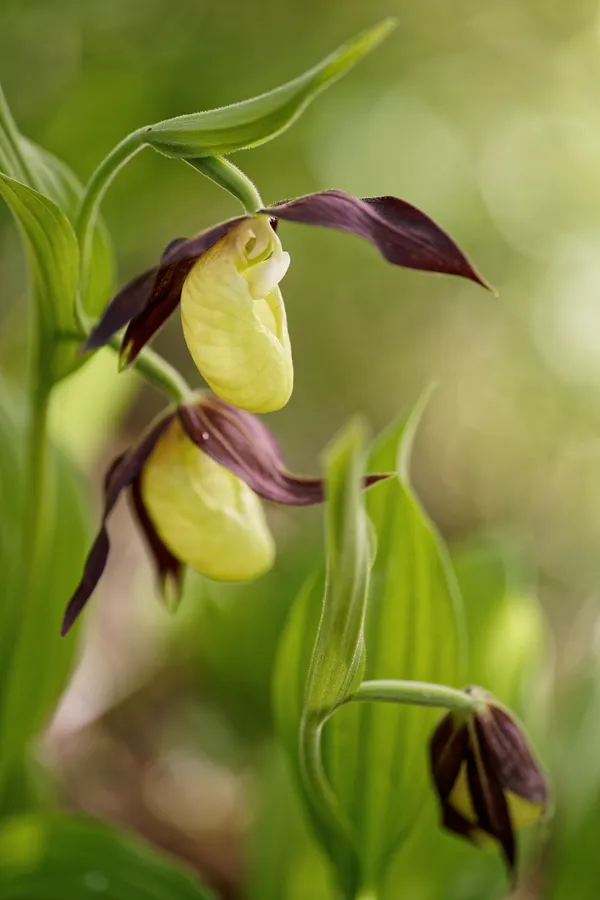 Ouvrez l’œil et comptez toutes les orchidées !
