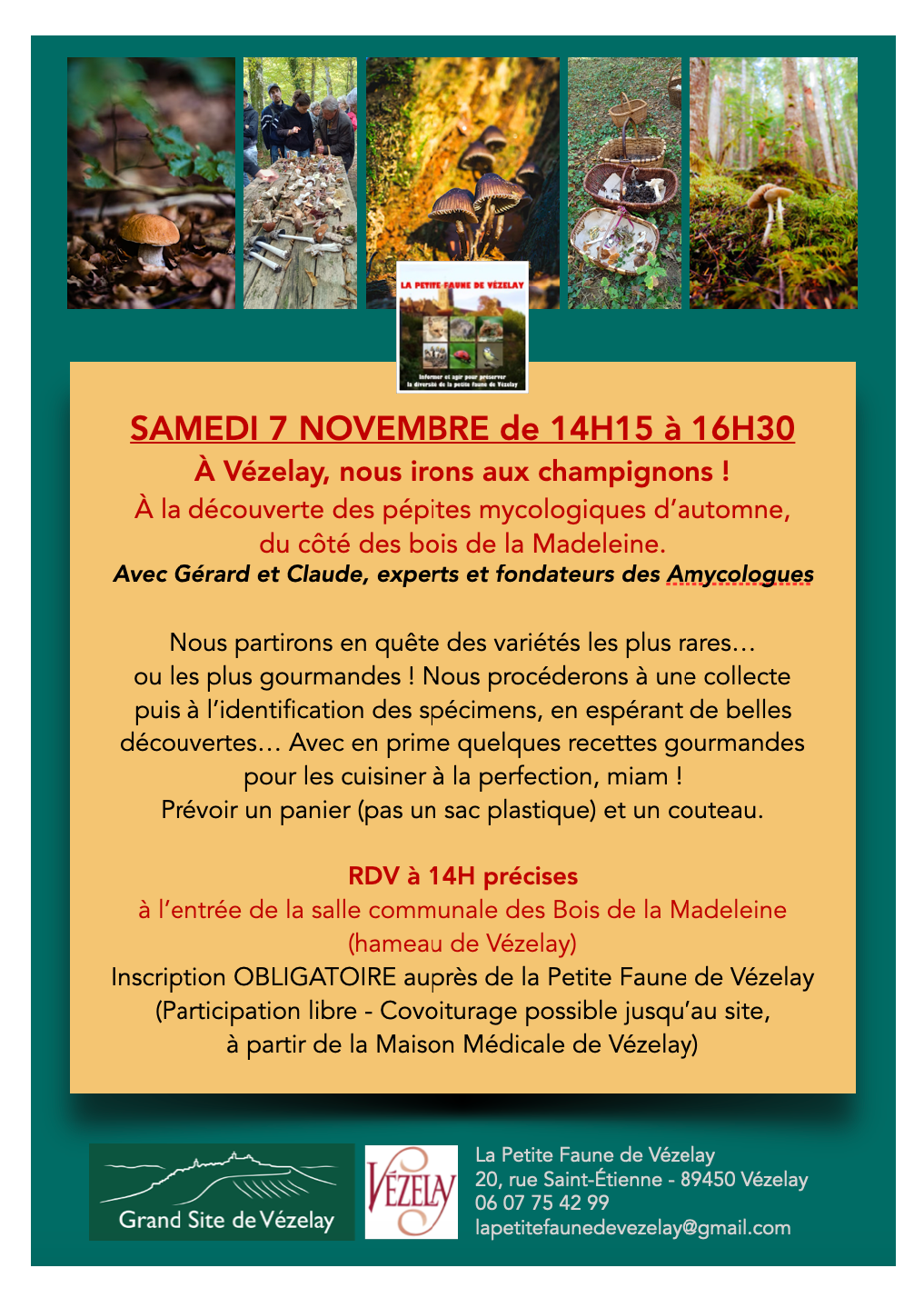 A Vézelay, nous irons aux champignons !