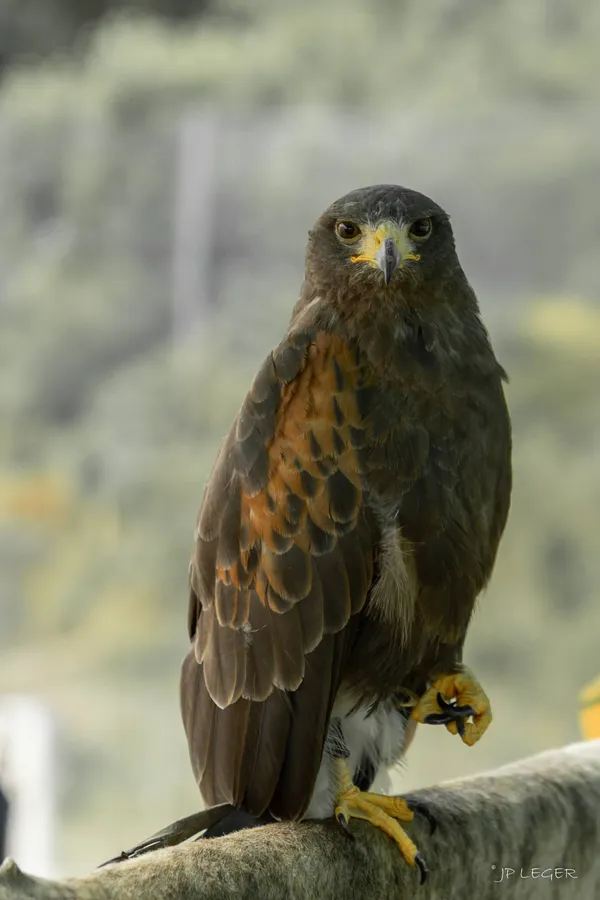 Média additionnel 3