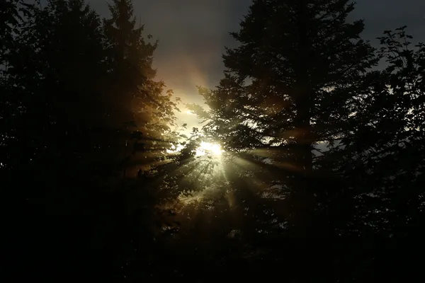 Coup d'œil - Forêt