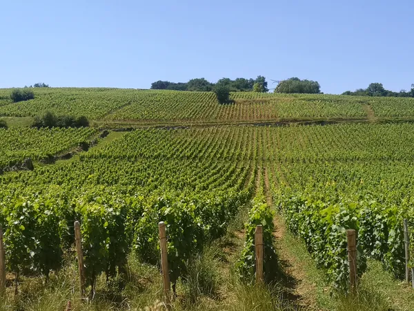 Les Vini Balades