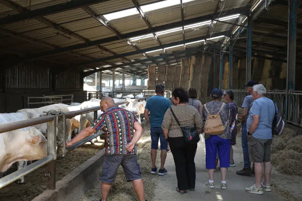 Secrets d’élevage : une immersion grandeur nature à la ferme