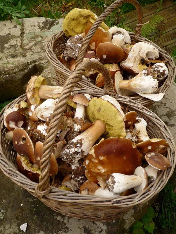 Expo Champignon