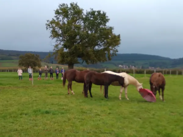 A SUPP - Déja présent --- Visite de l'élevage de chevaux Américains