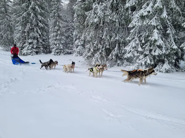 Balade nocturne chiens de traineaux et repas