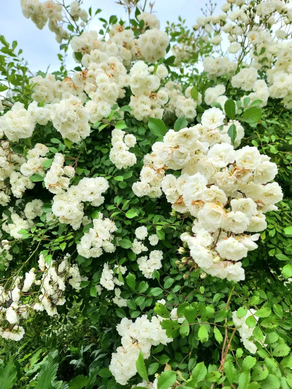 Le Jardin des Nouvelles