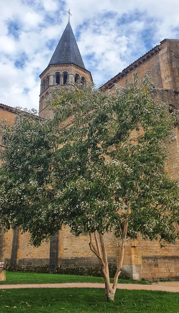 Visite guidée "Les arbres"
