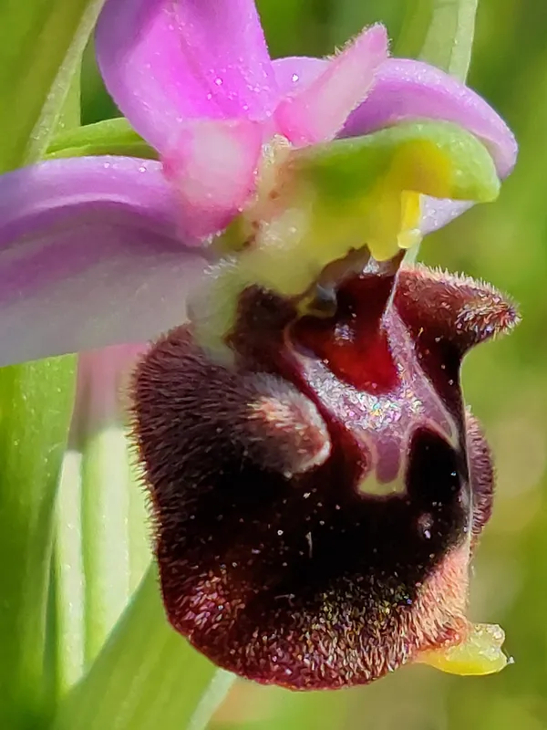 Randonnée "les Orchidées du soleil" à Fresne St Mamès