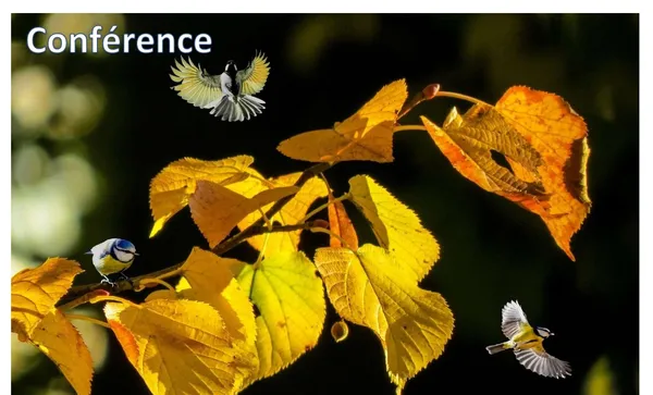 Conférence : Plantes et Sorcellerie