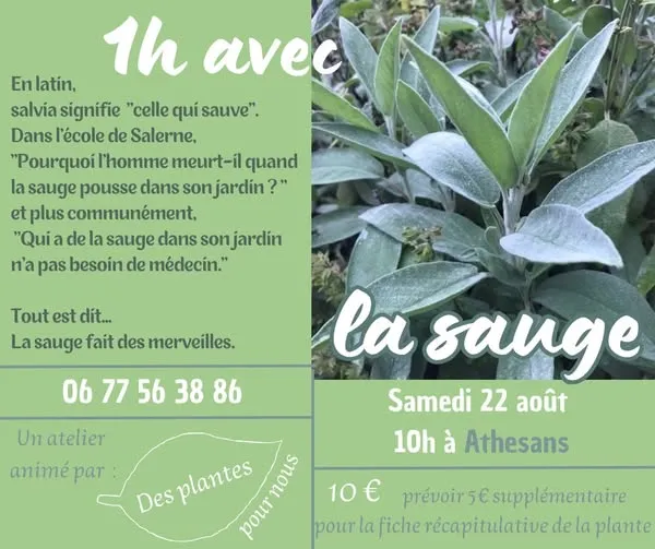La sauge - Atelier Des plantes pour nous