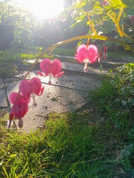 Visite du Jardin bohème
