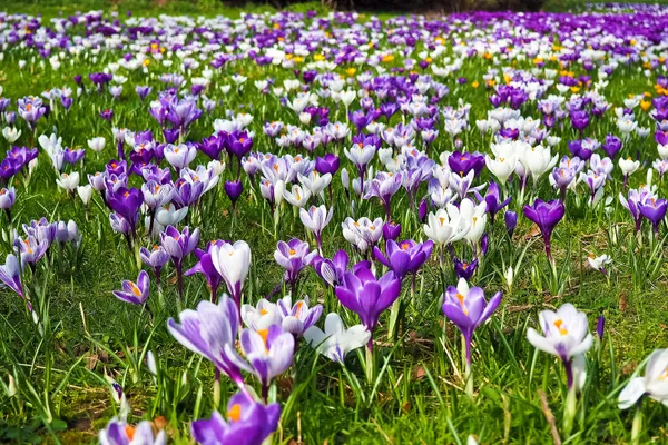 Fête du printemps à Champs-sur-Yonne