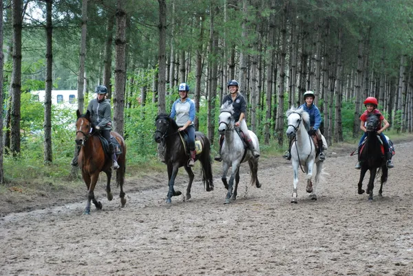 séance découverte de l'équitation