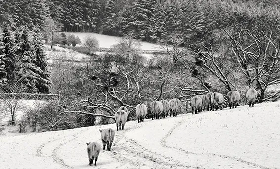 Exposition photographies : Arbres et paysages en Charolais Brionnais