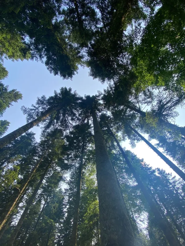 Bain de forêt, s'ancrer pour mieux s'élever