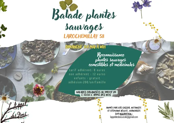Balade reconnaissance plantes sauvages comestibles et médicinales