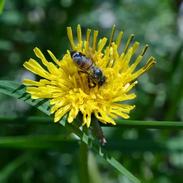 Animation : Étupes Fête de la Biodiversité