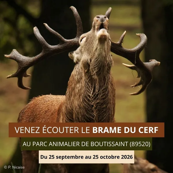 Le brame du cerf