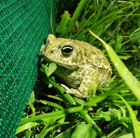 URGENT ! Appel à bénévoles - Aidez les crapauds calamite !