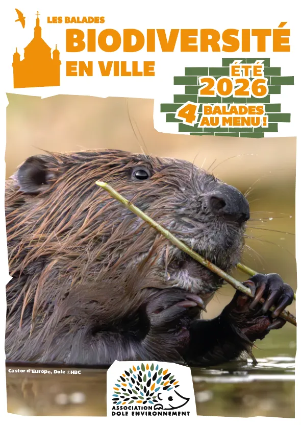 Balade biodiversité en ville - La Nocturne