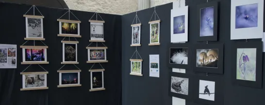 Exposition photos de l’oeil de Lynx #3