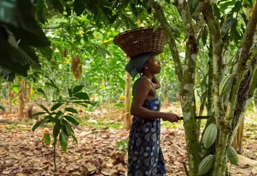 Ciné-débat - Reclaiming cocoa