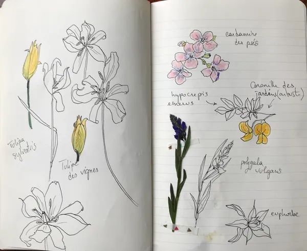 Balade botanique dessinée