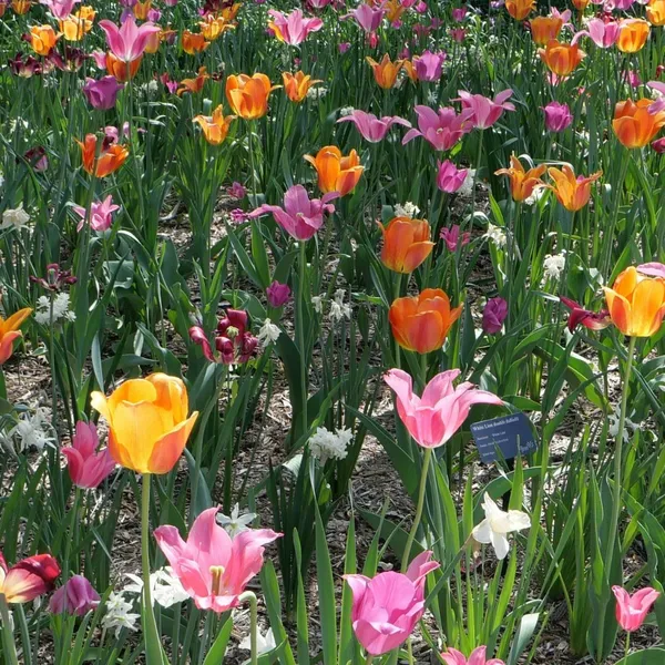 Vente de légumes et fleurs
