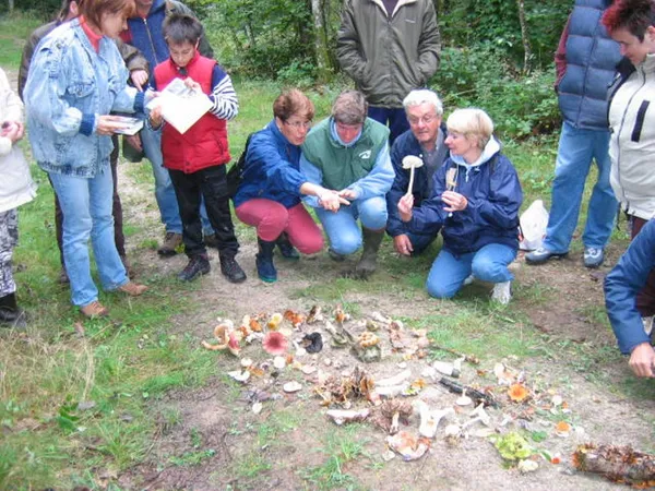 Sortie nature : Les champignons de nos forêts