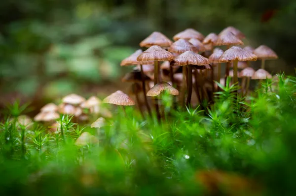 Stage "photographier en forêt"