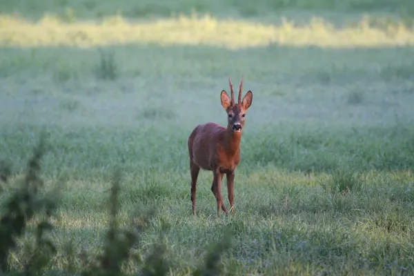 La faune crépusculaire et nocturne