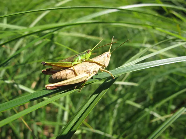 Sortie nature : à la découverte des orthoptères