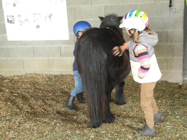 stage poney